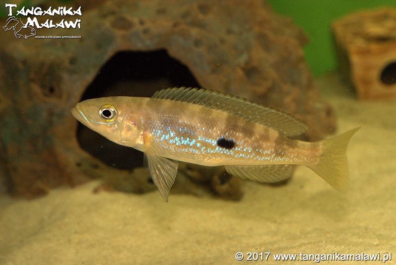 Lepidiolamprologus attenuatus